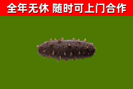 沈河区烟酒回收干海参.jpg
